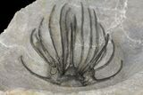 Very Rare, Spiny Heliopeltis Trilobite - Issoumour, Morocco #154296-4